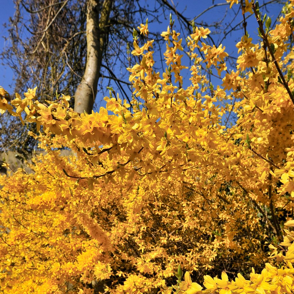 Forsythia x intermedia Lynwood - Mimosa de Paris