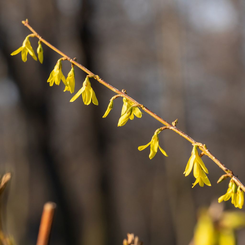 Forsythia x intermedia Lynwood - Mimosa de Paris