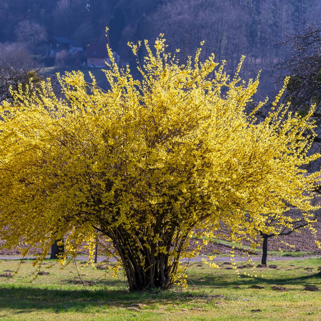 Forsythia x intermedia Lynwood - Mimosa de Paris
