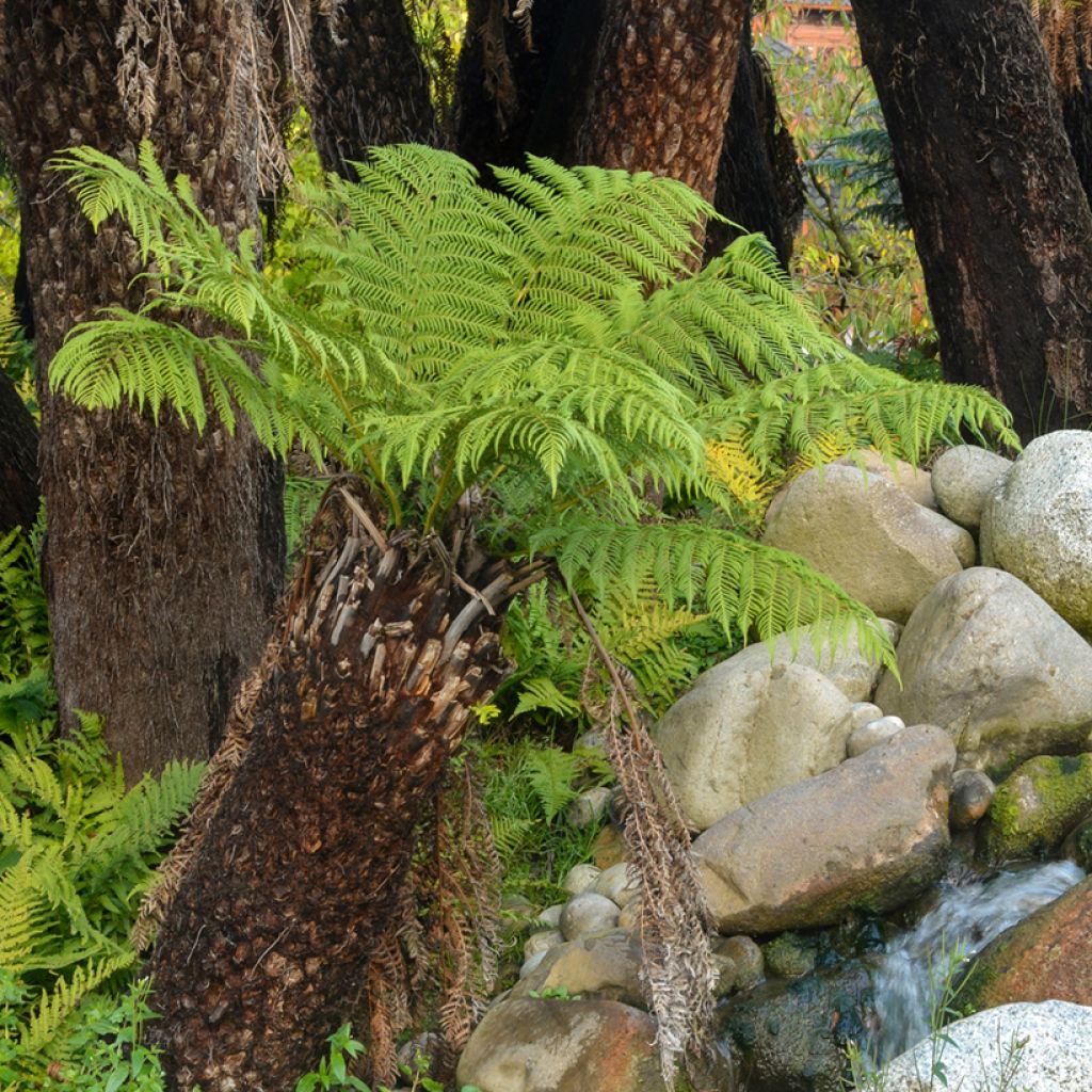 Fougère arborescente - Dicksonia antarctica