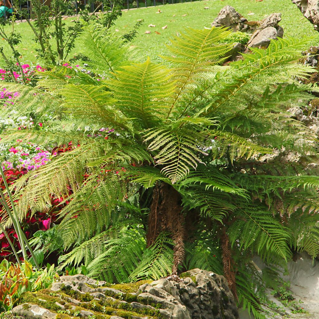 Fougère arborescente - Dicksonia antarctica