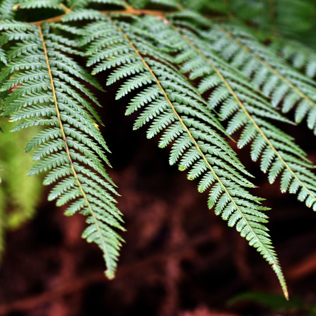 Fougère arborescente - Dicksonia fibrosa