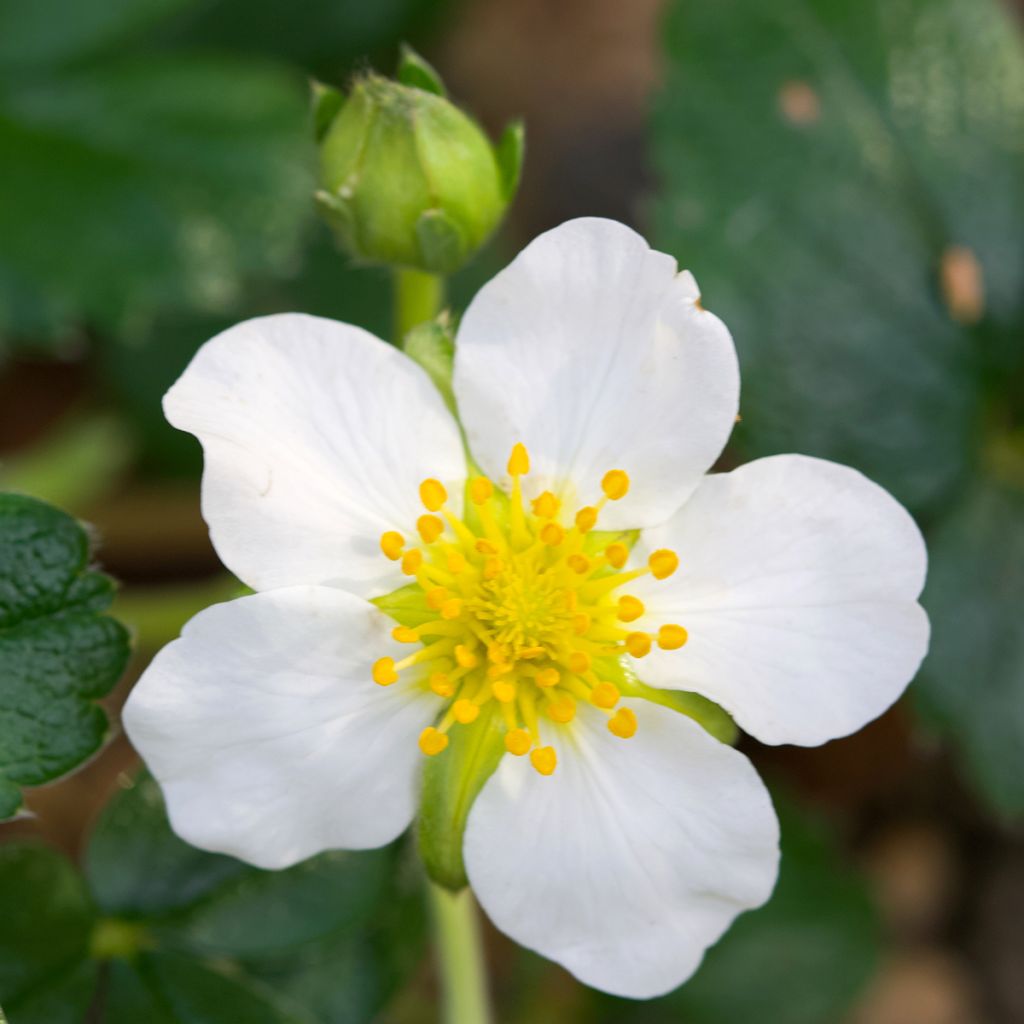 Fragaria chiloensis - Fraise du Chili
