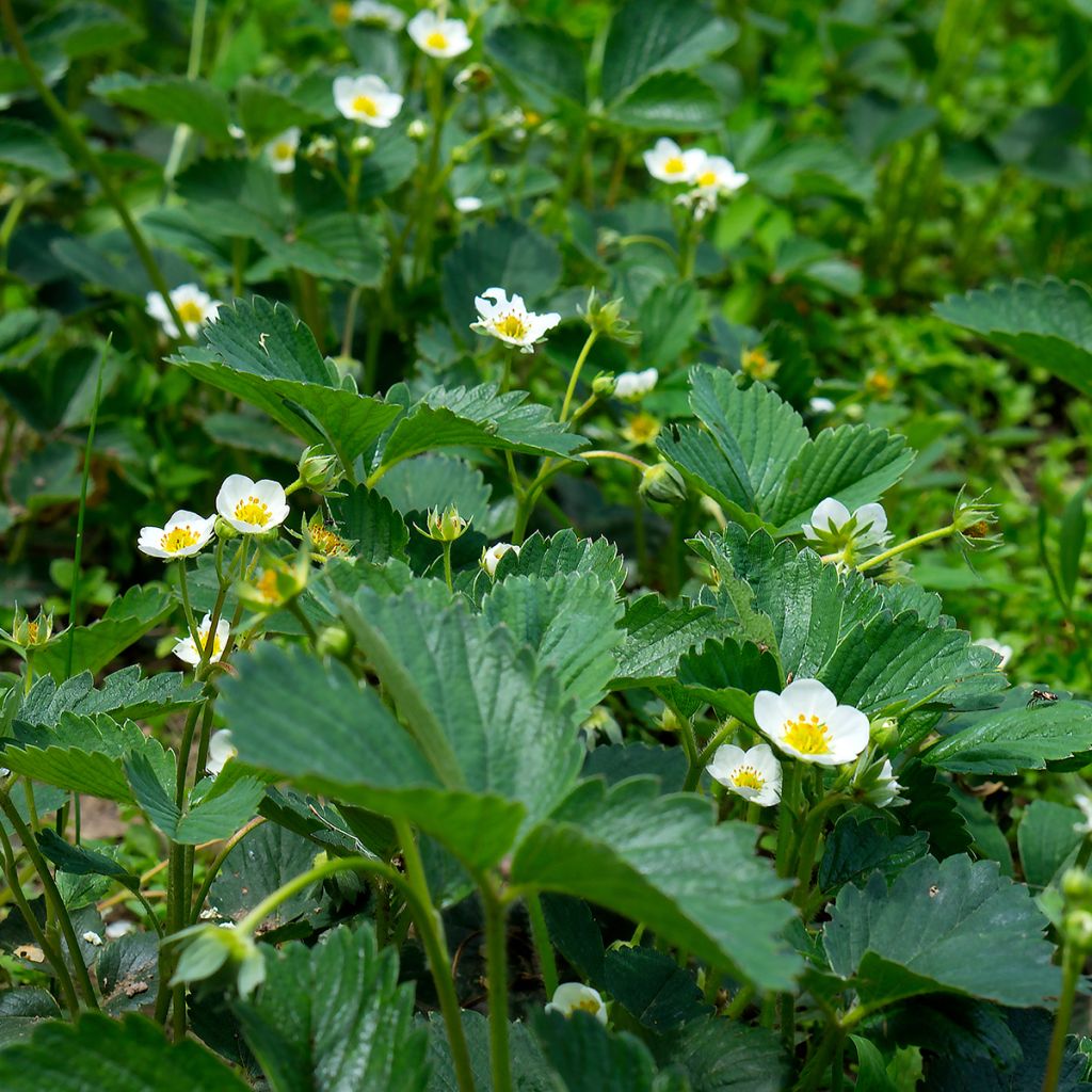 Fragaria chiloensis - Fraise du Chili
