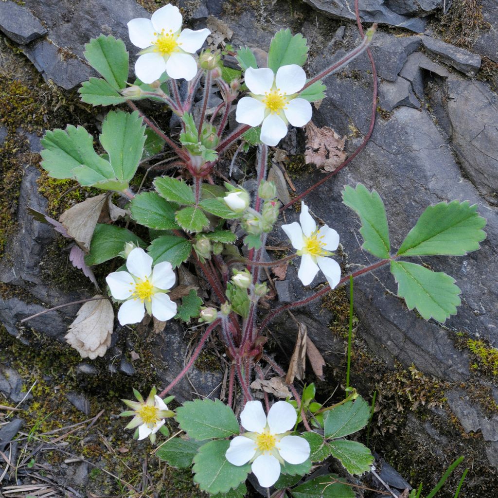 Fragaria chiloensis - Fraise du Chili