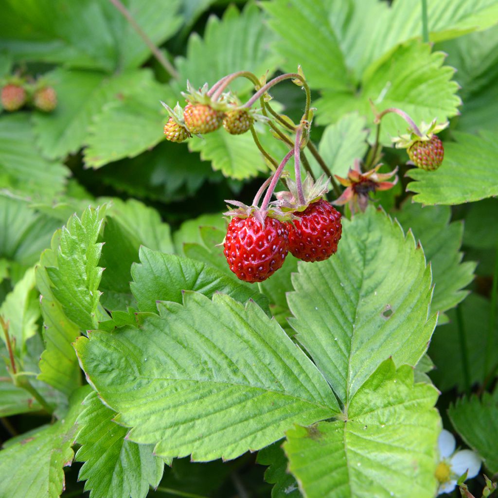 Fragaria chiloensis - Fraise du Chili