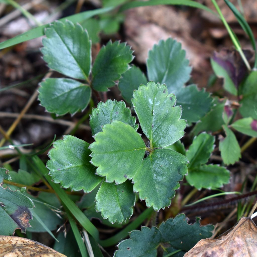 Fragaria chiloensis - Fraise du Chili