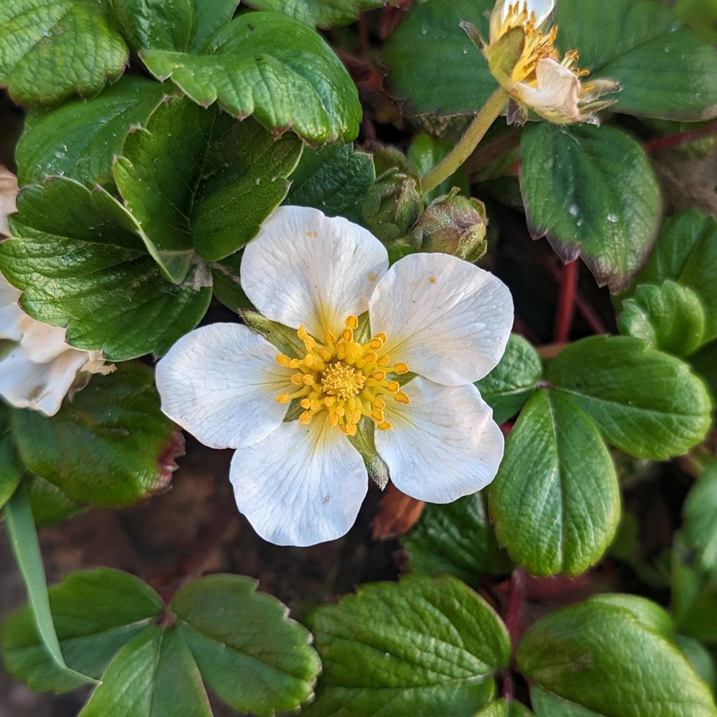 Fragaria chiloensis - Fraise du Chili