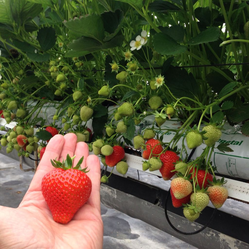 Fraisier Magnum Marionnet 97 (non remontant)