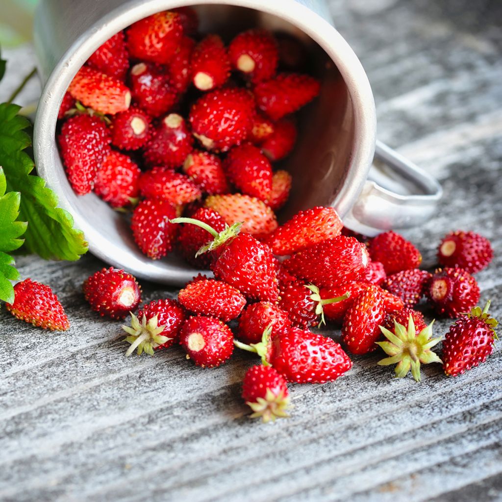 Fraisier des 4 saisons -  Fraise des bois