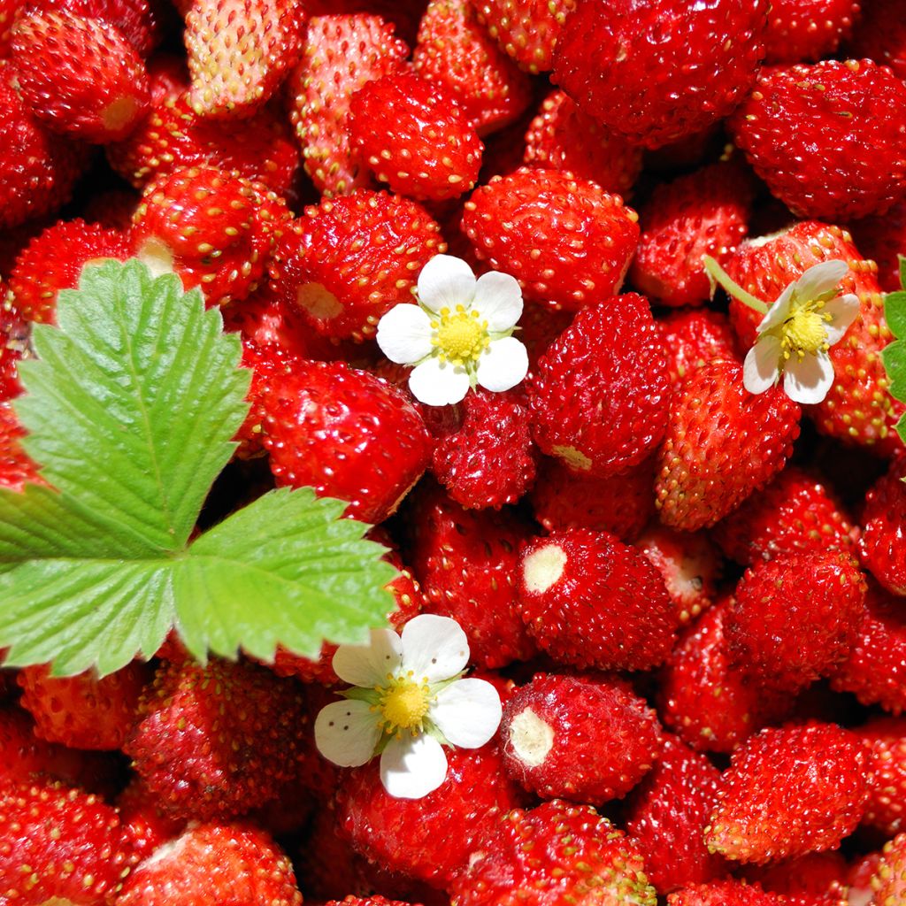 Fraisier des 4 saisons -  Fraise des bois