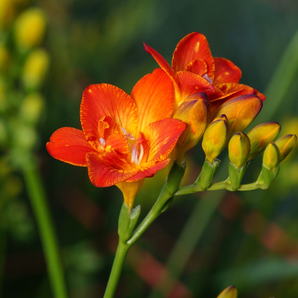 Freesia simple rouge - Muguet du Cap
