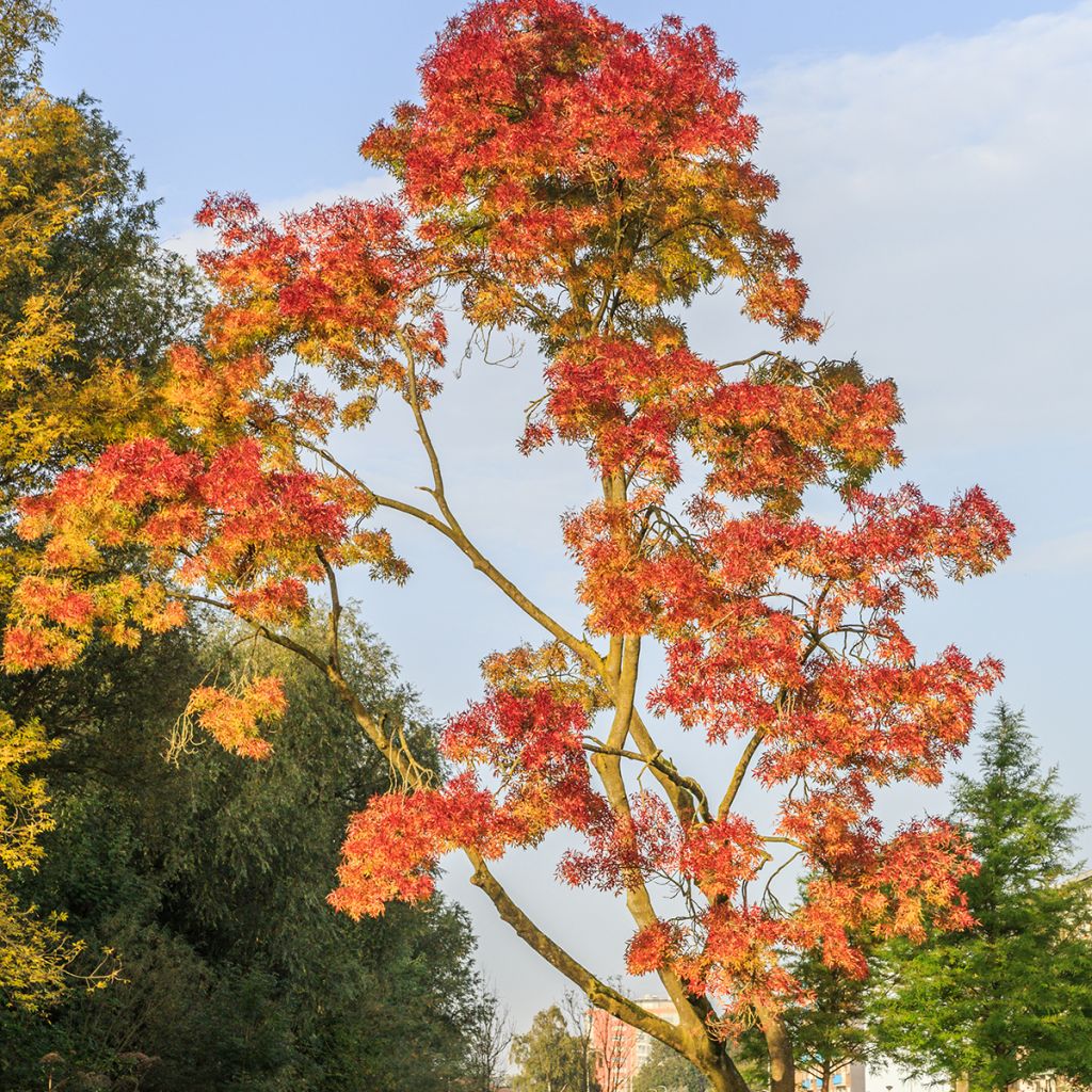 Frêne - Fraxinus angustifolia Raywood