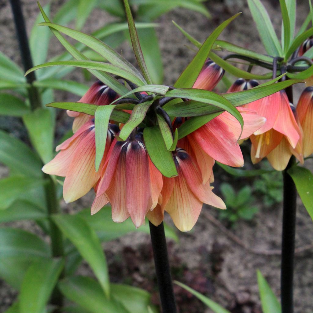 Fritillaire imperialis Orange Beauty - Couronne impériale