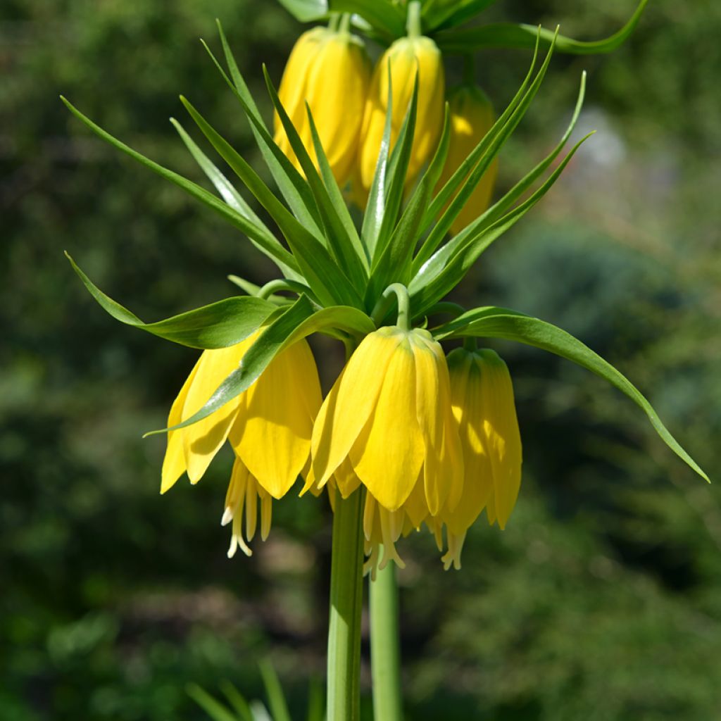 Fritillaire imperialis Lutea - Couronne impériale
