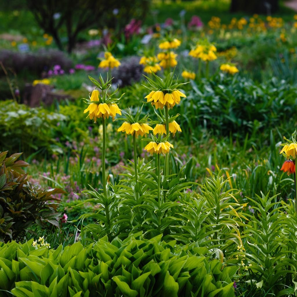 Fritillaire imperialis Lutea - Couronne impériale