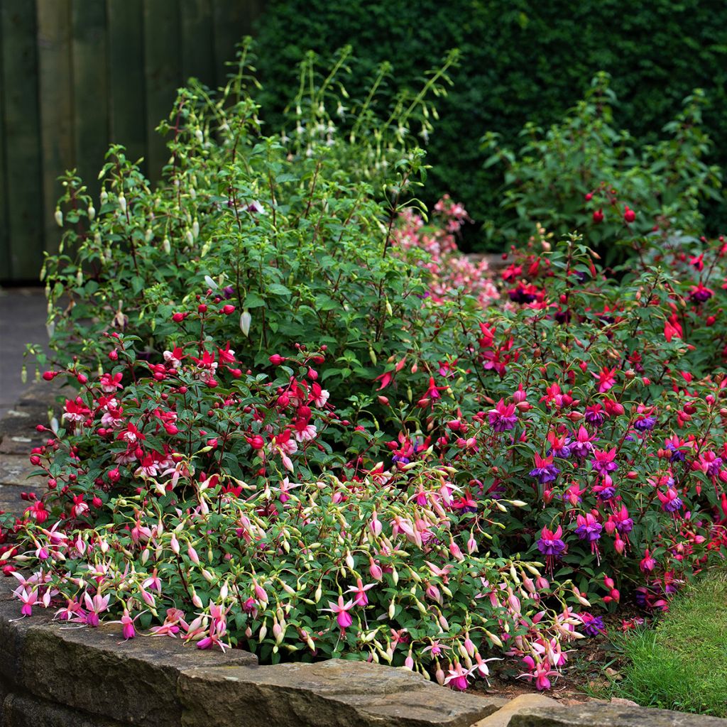 Fuchsia rustique Alice Hoffman