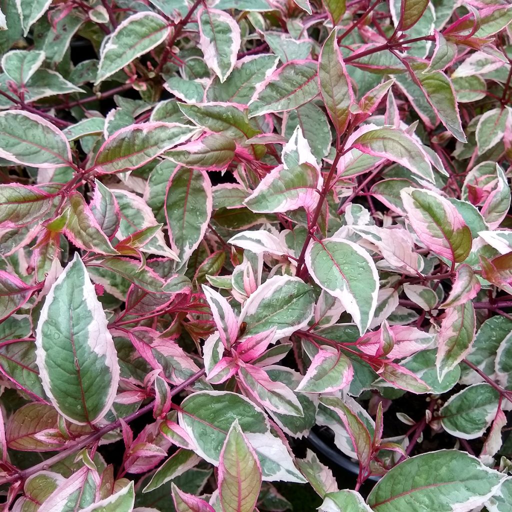 Fuchsia rustique Tom West