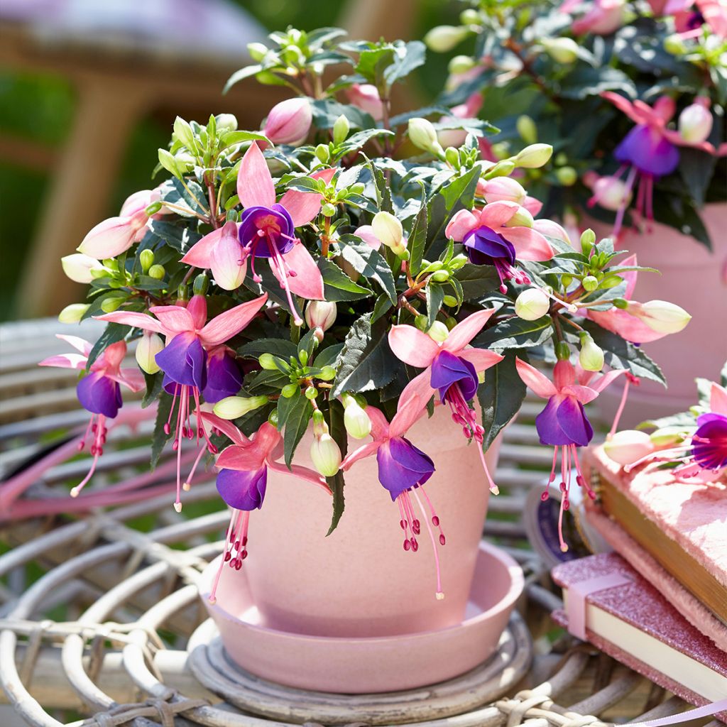 Fuchsia Bella Mariska 