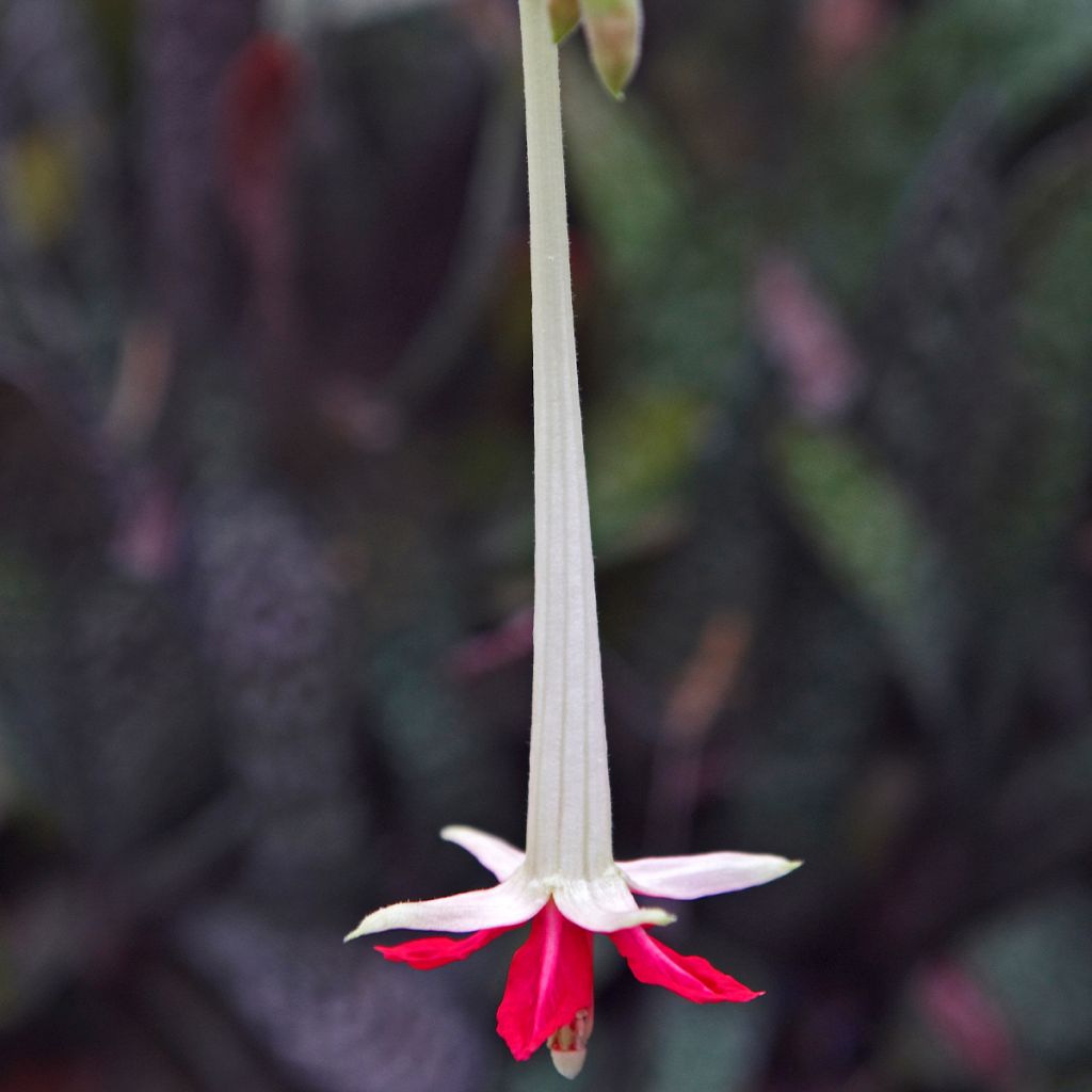 Fuchsia boliviana Alba - Fuchsia de Bolivie