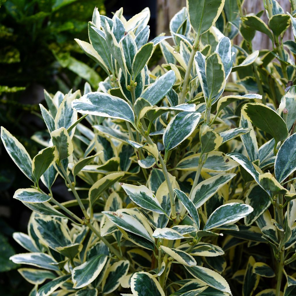 Fusain du Japon - Euonymus japonicus Silver King