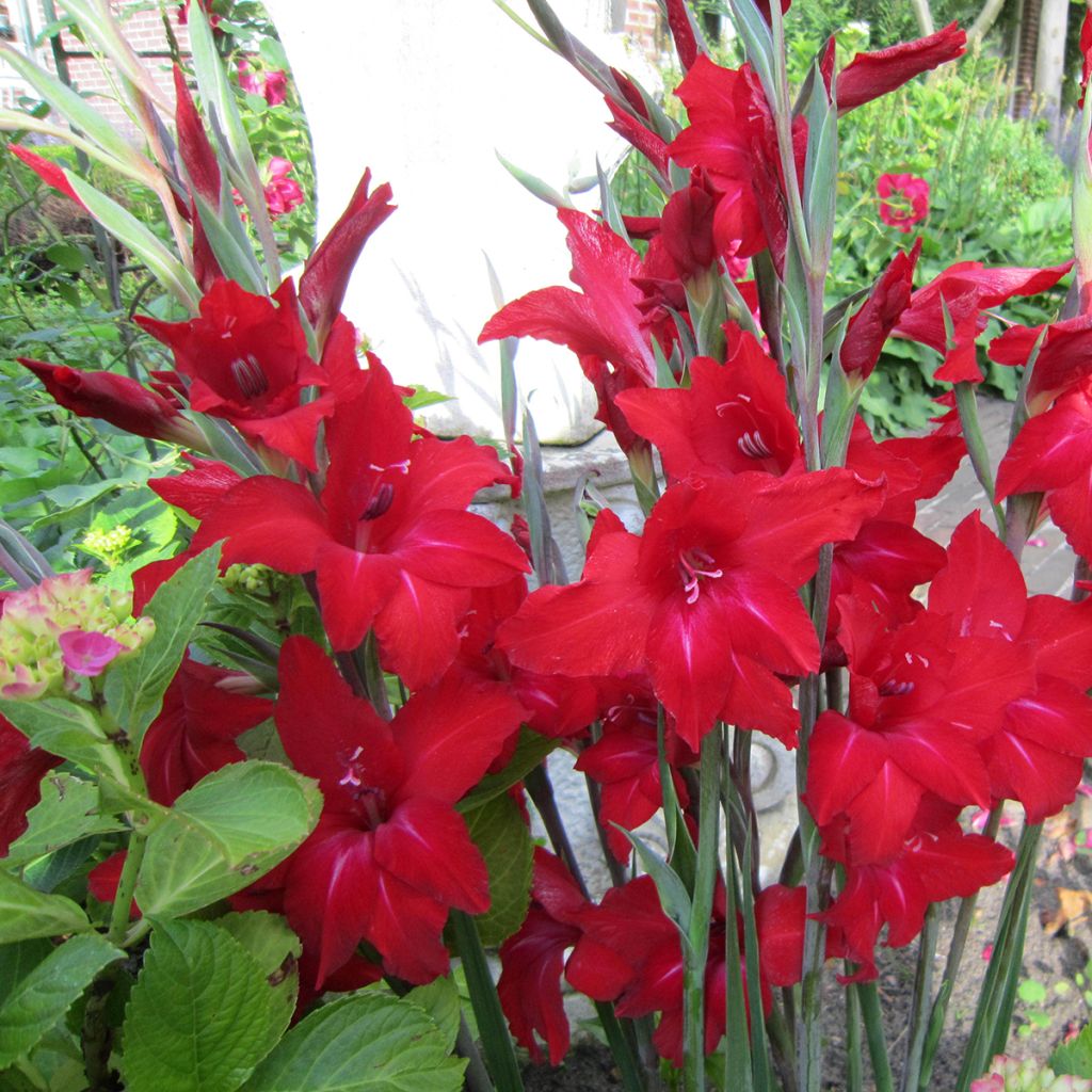 Gladiolus colvillei Red Drizzle - Glaïeul nain écarlate