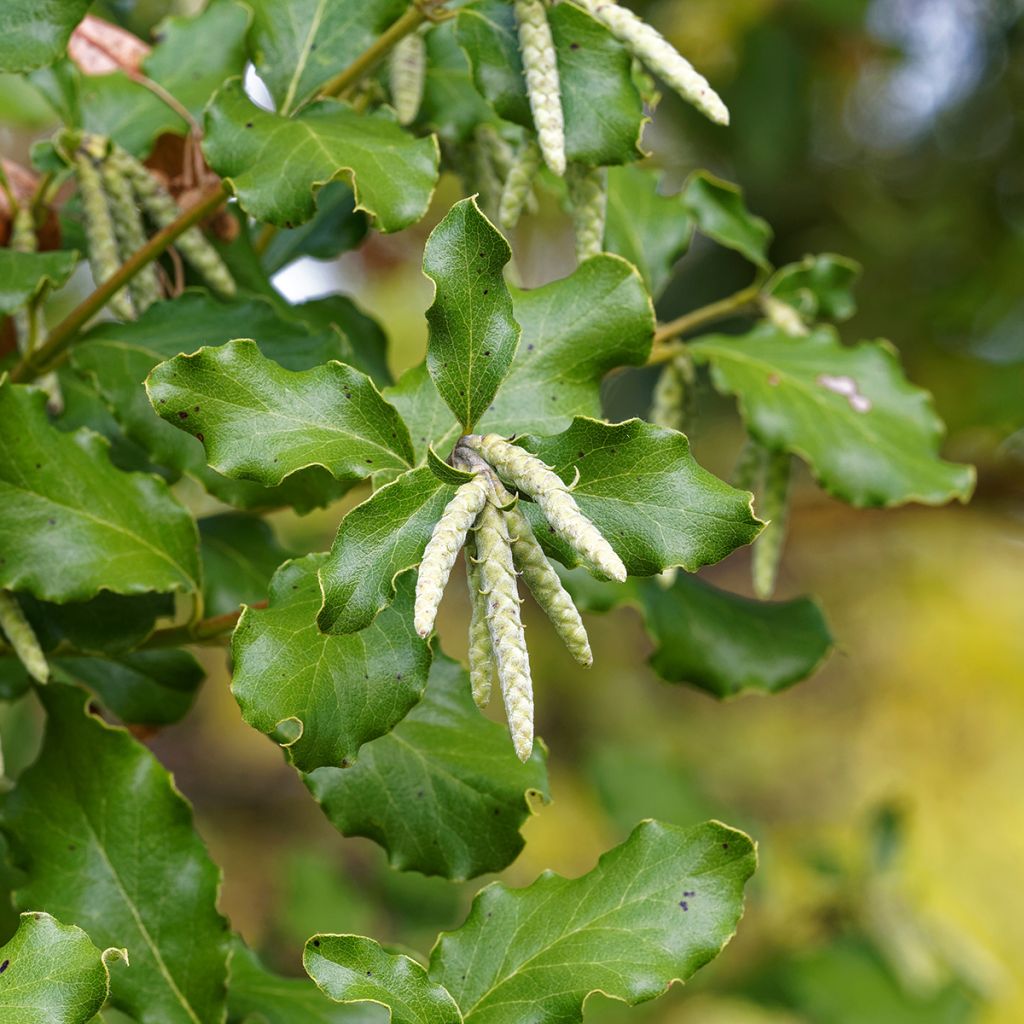 Garrya elliptica - Garrya à feuilles elliptiques