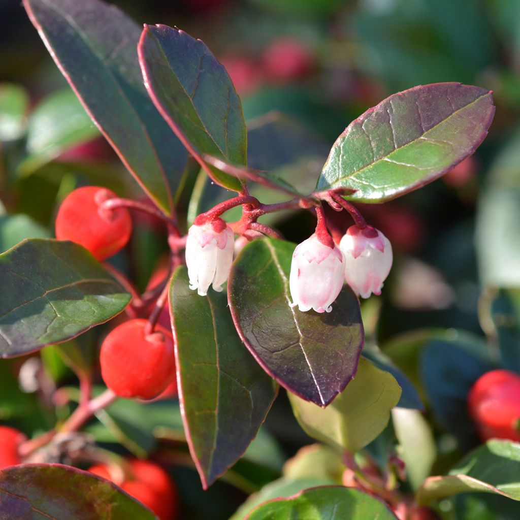 Gaultheria procumbens - Gaulthérie couchée