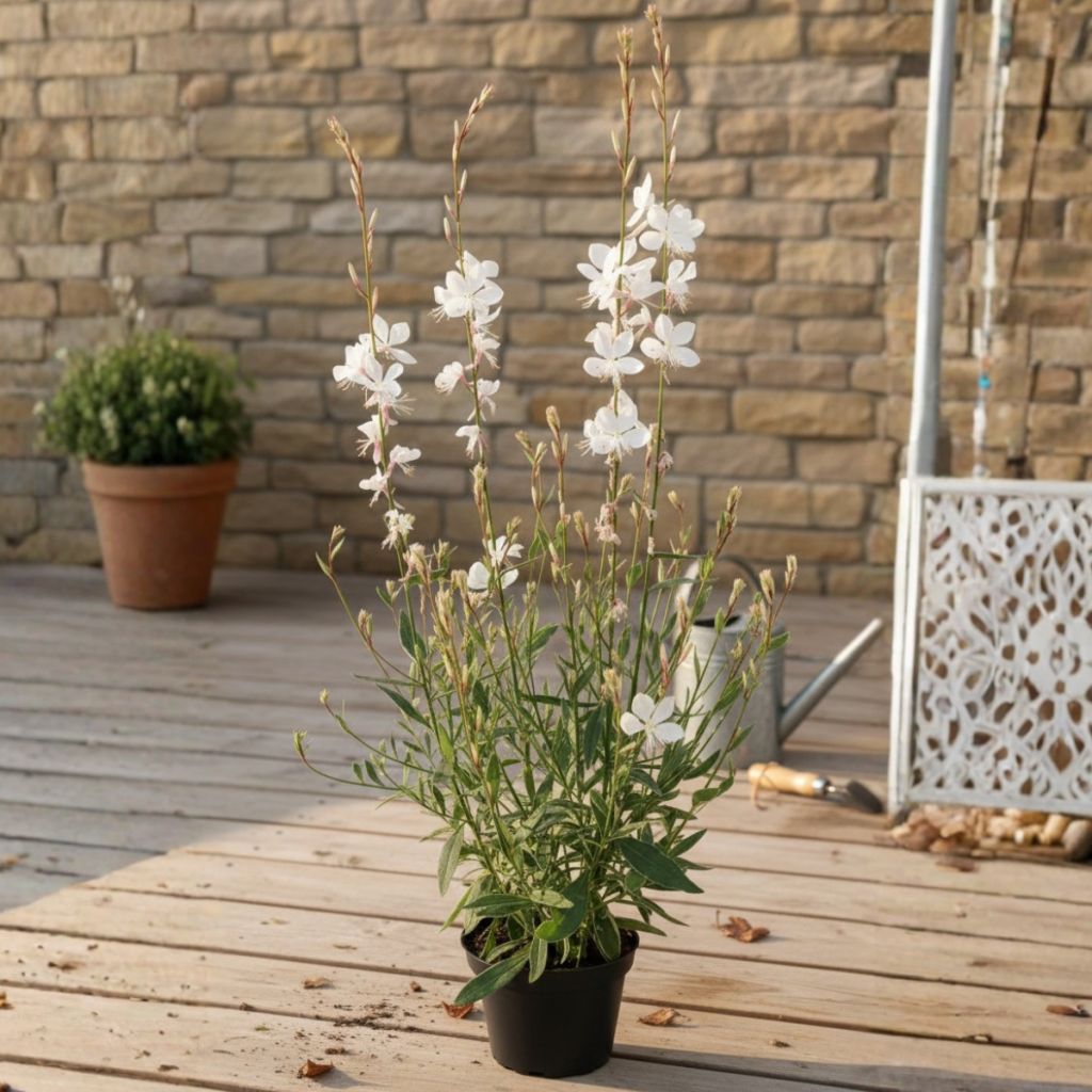 Gaura EVERLAST Viva Nova