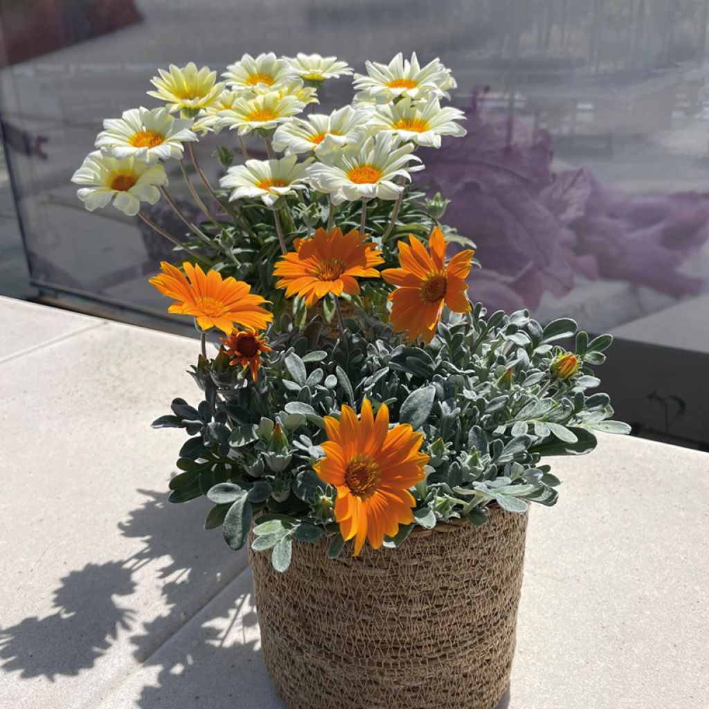 Gazania Sun Stopper orange