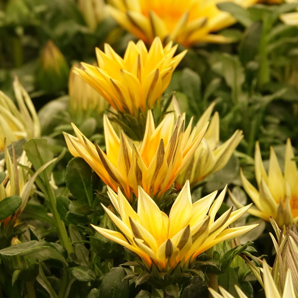 Graines de Gazania F1 Zany Sunny-Side Up 