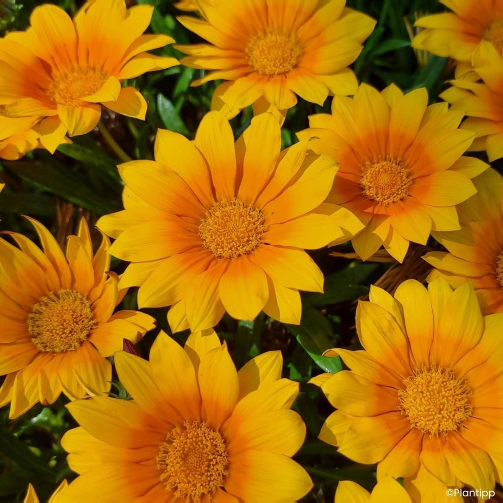 Gazania Suncarpet
