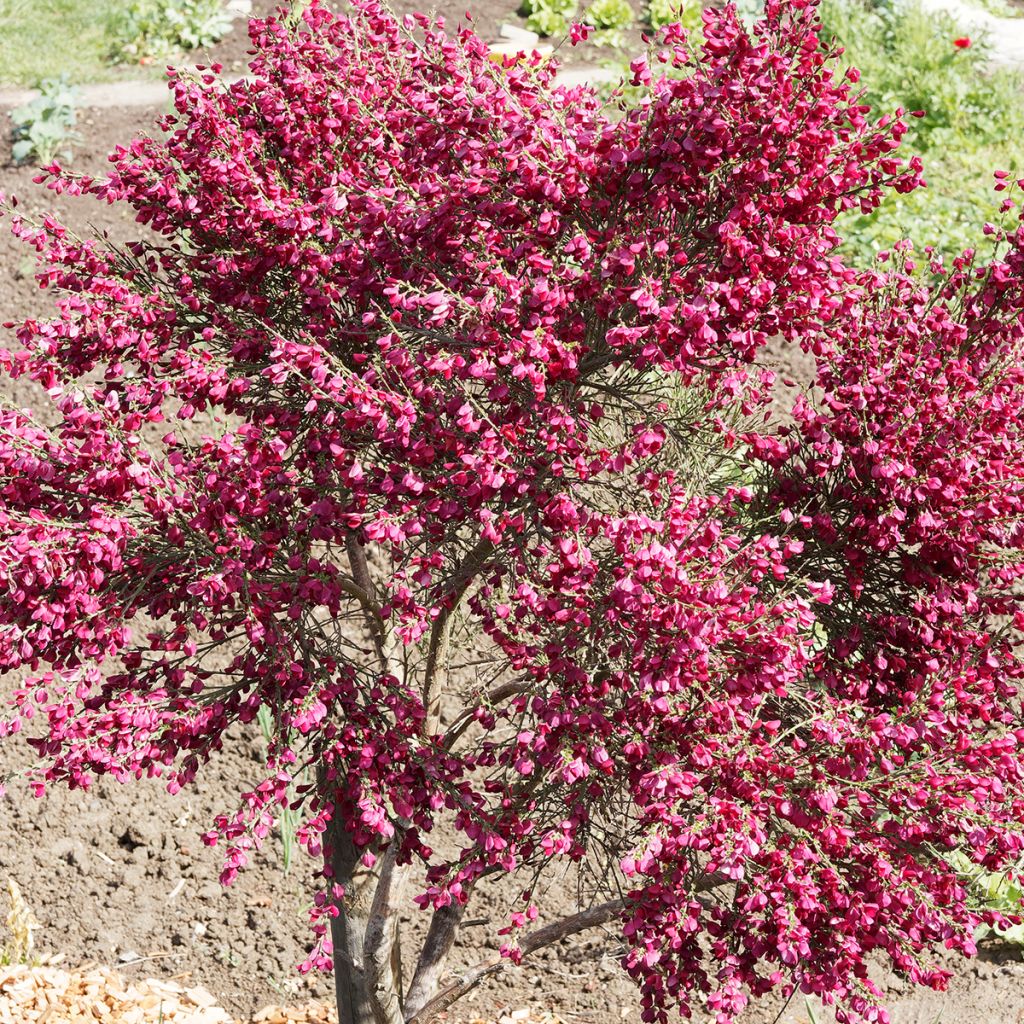Genêt à balais - Cytisus Boskoop Ruby