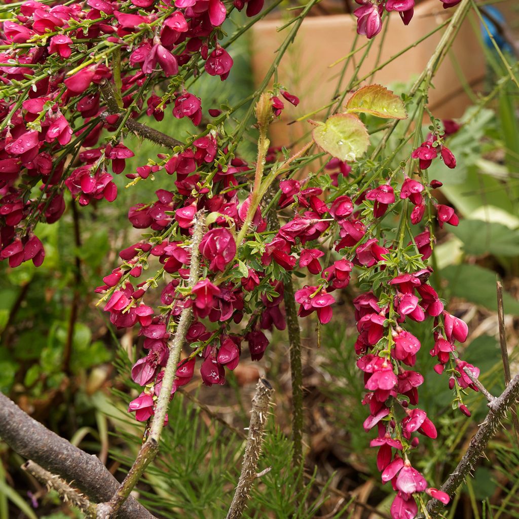 Genêt à balais - Cytisus Boskoop Ruby