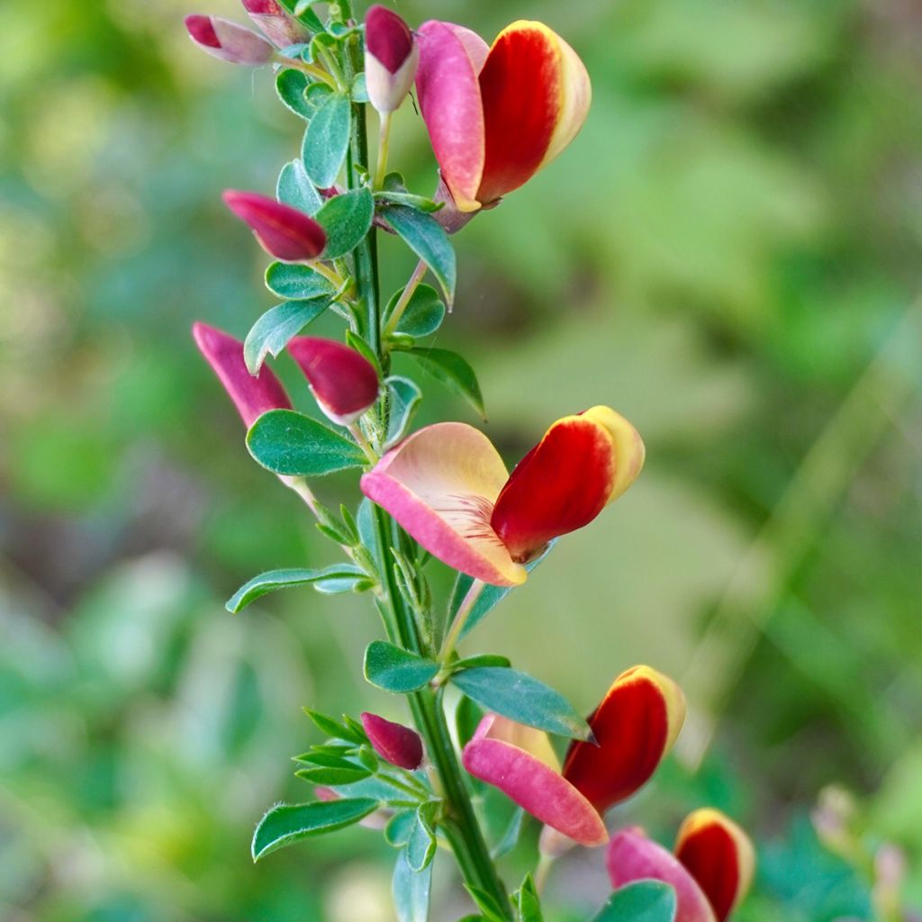 Genêt à balais - Cytisus scoparius Andreanus