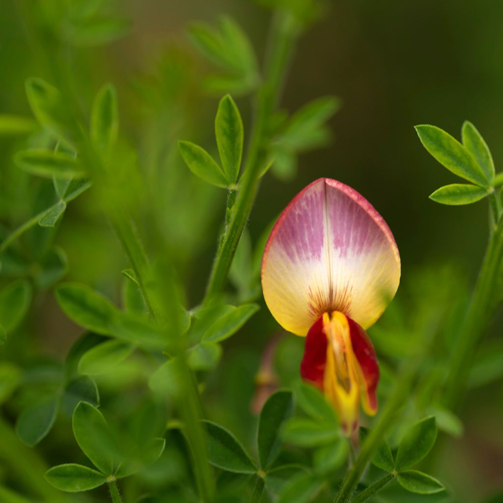 Genêt à balais - Cytisus scoparius Andreanus