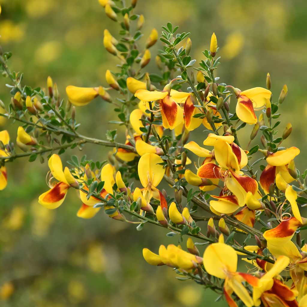 Genêt à balais - Cytisus scoparius Andreanus