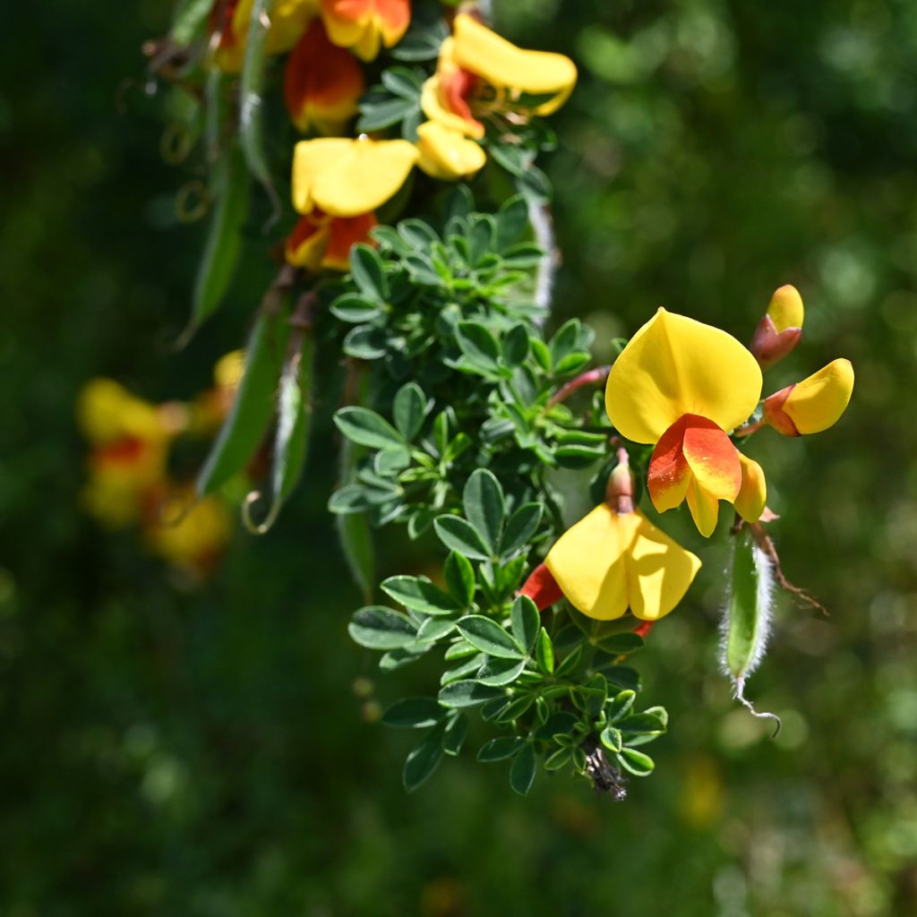 Genêt à balais - Cytisus scoparius Andreanus