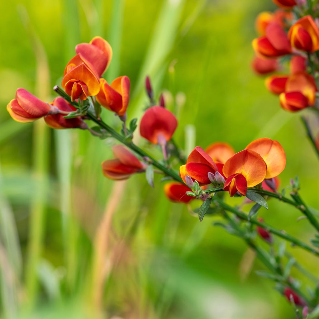 Genêt à balais - Cytisus scoparius Lena