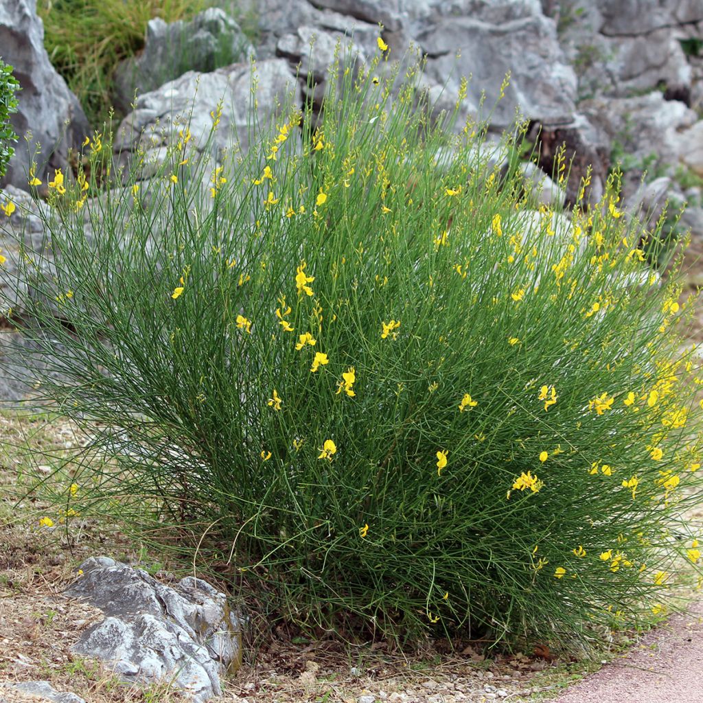 Genêt d'Espagne - Spartium junceum