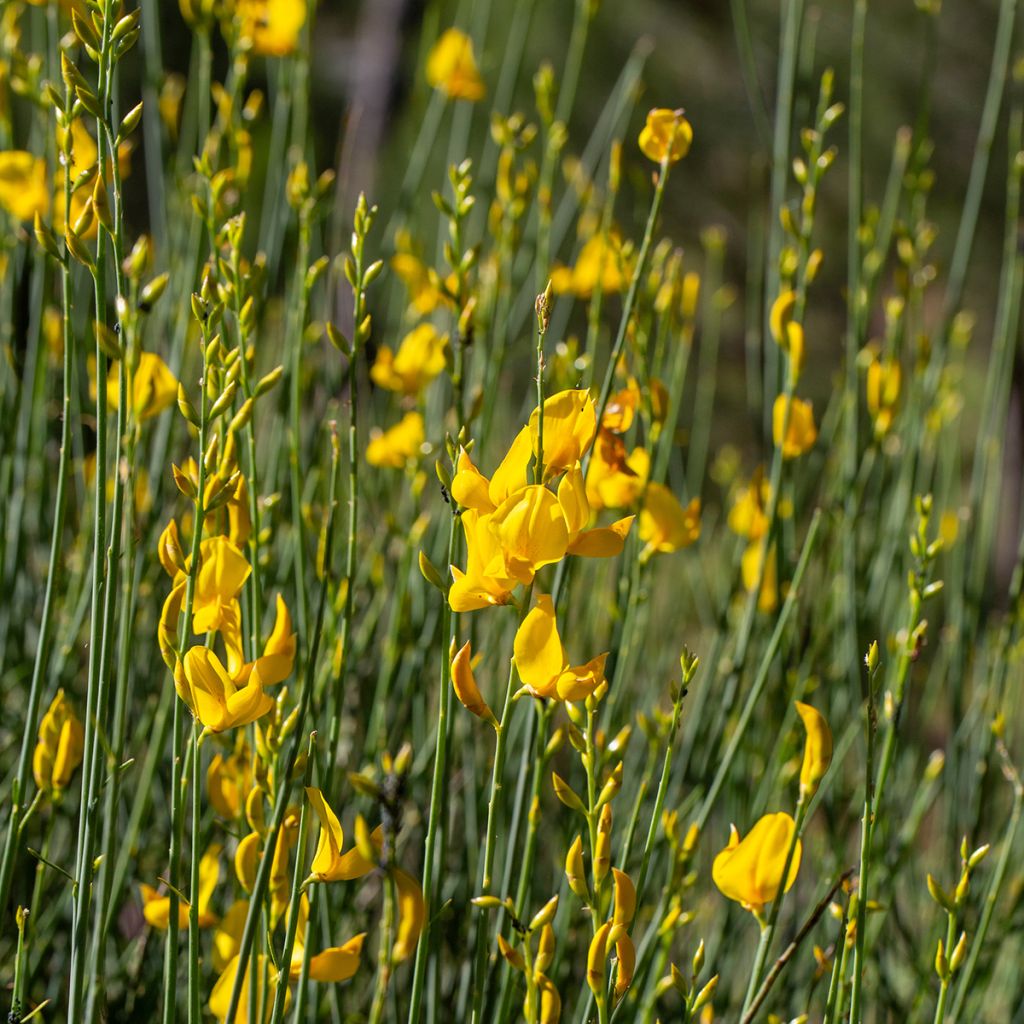 Genêt d'Espagne - Spartium junceum