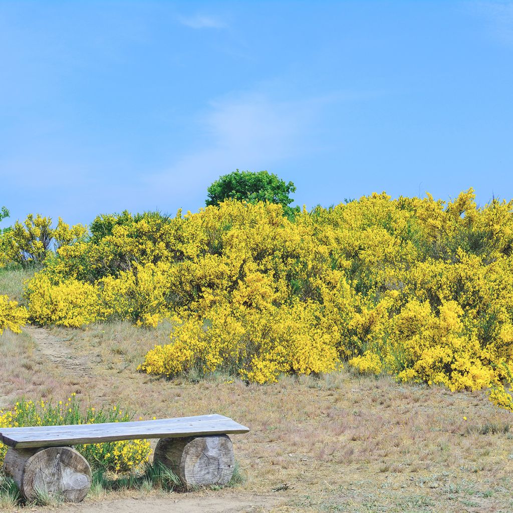 Genista pilosa Vancouver Gold - Genêt poilu
