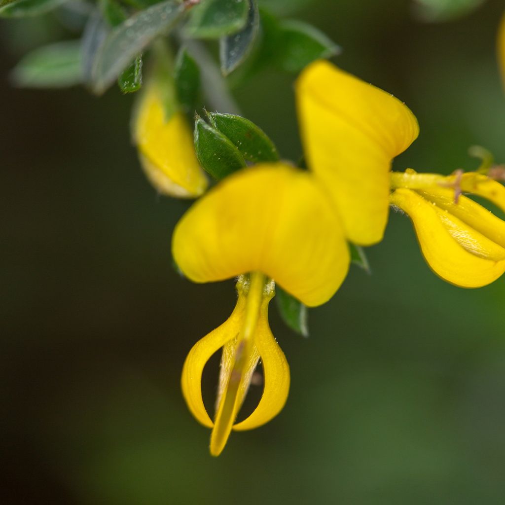 Genista pilosa Vancouver Gold - Genêt poilu