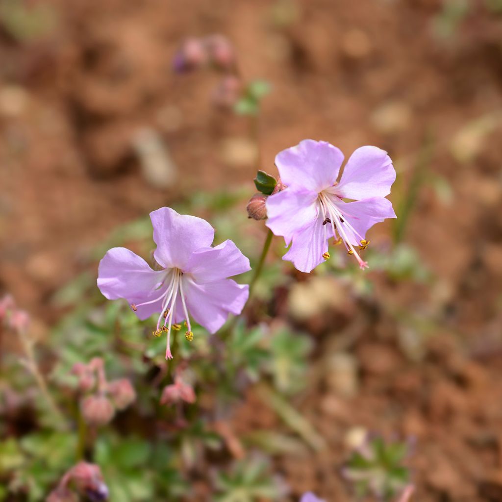 Geranium vivace dalmaticum - Géranium de Dalmatie