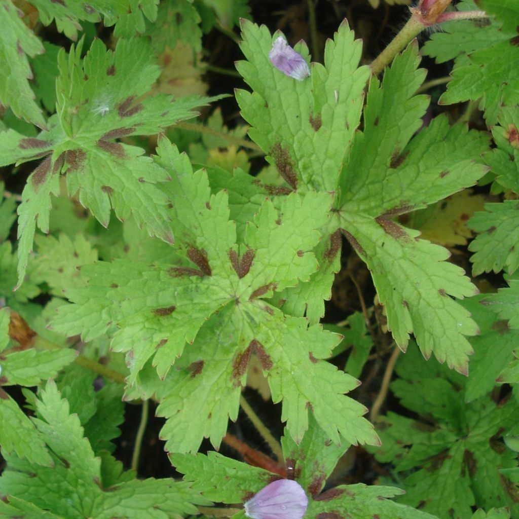 Géranium monacense Claudine Dupont