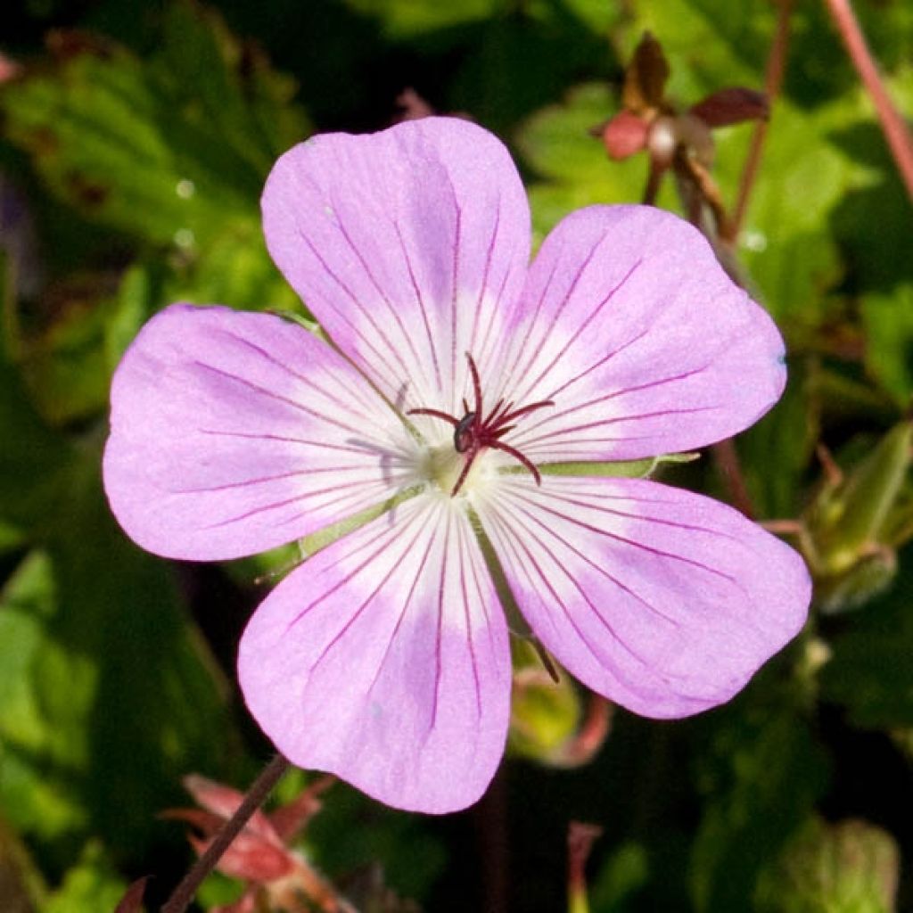 Geranium vivace Silvias surprise