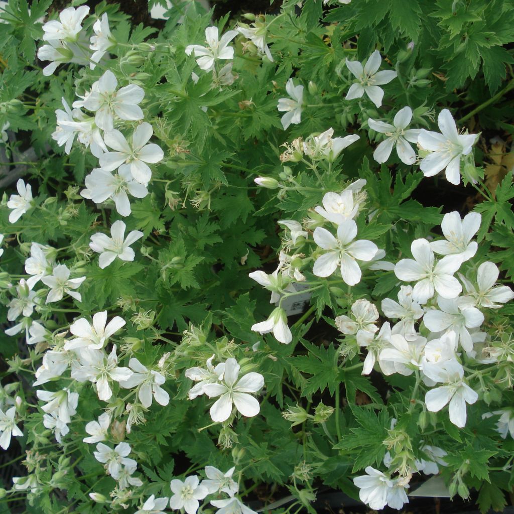 Géranium vivace sylvaticum Album