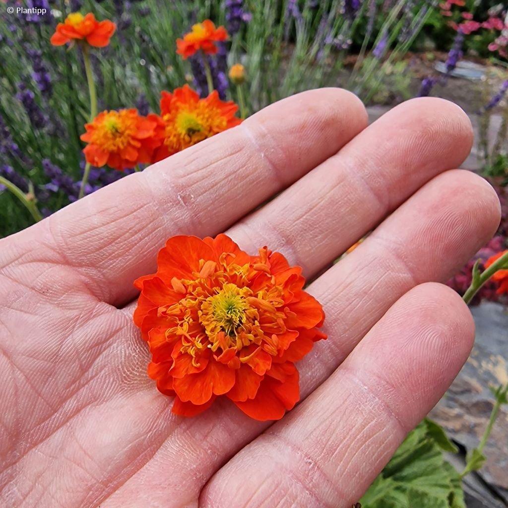 Geum Orange Pumpkin - Benoîte