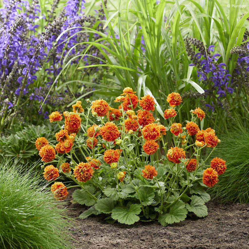 Geum Orange Pumpkin - Benoîte