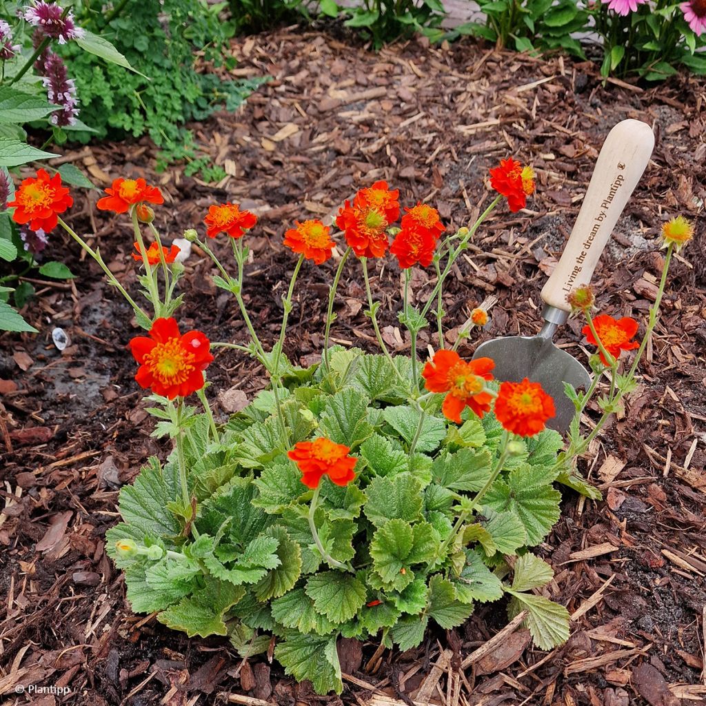 Geum Orange Pumpkin - Benoîte